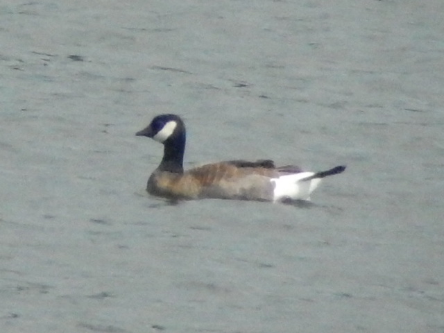 Ridgway's Cackling Goose
