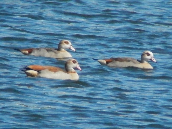 Egyptian Goose