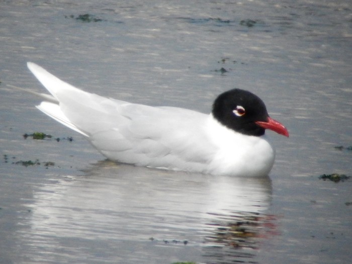 Mediterranean Gull