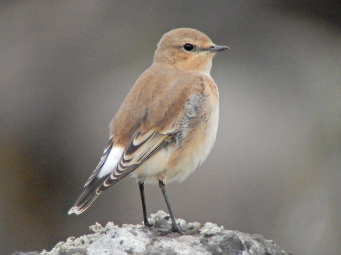 Wheatear