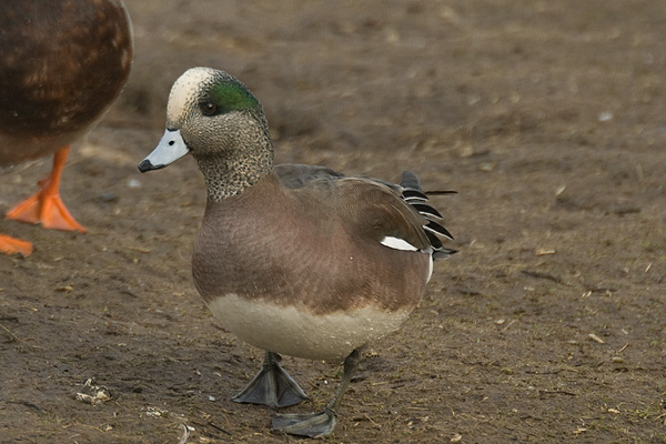 American Wigeon