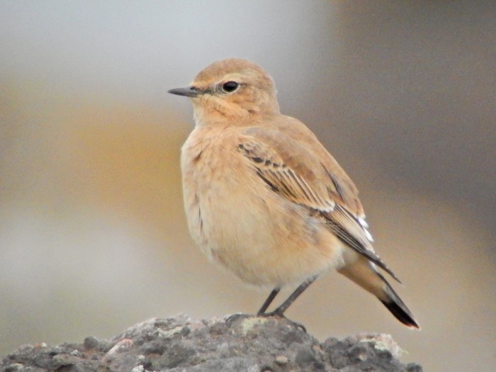 Wheatear