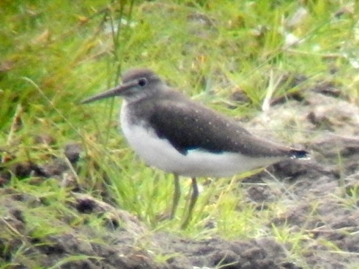 Green Sandpiper