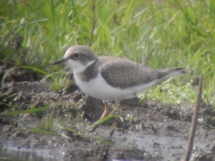 Little Ringed Plover