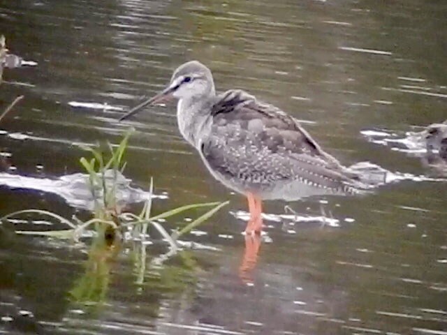 Spotted Redshank