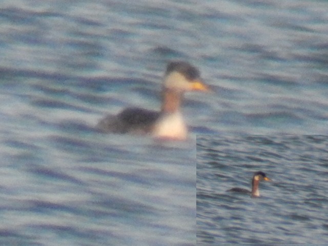 Red-necked Grebe