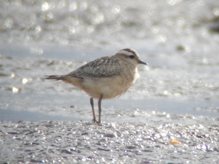 Dotterel
