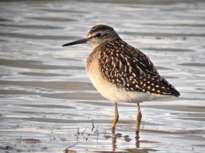 Wood Sandpiper