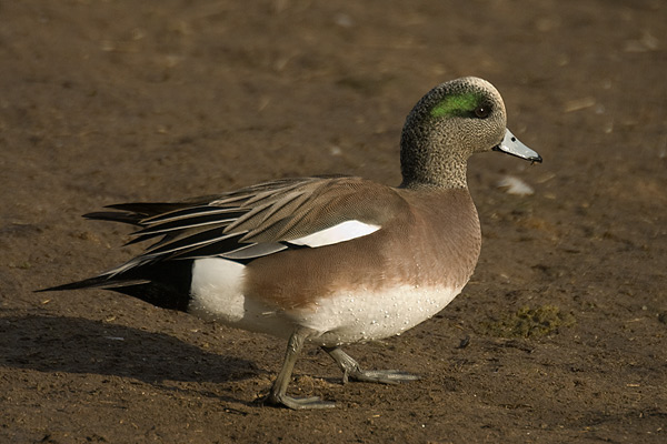 American Wigeon