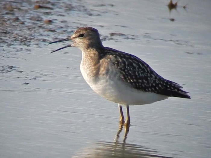 Wood Sandpiper