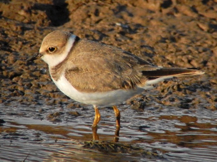 Little Ringed Plover