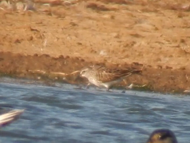 White-rumped Sandpiper