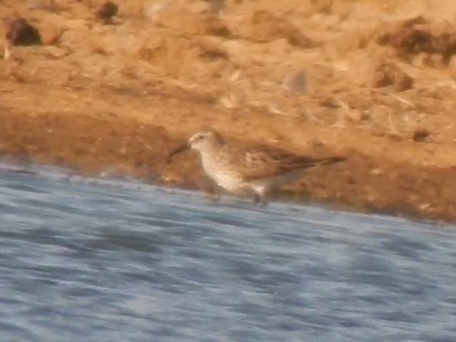 White-rumped Sandpiper