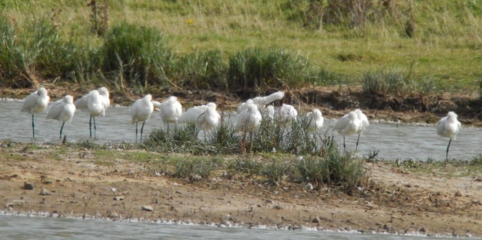 Spoonbill