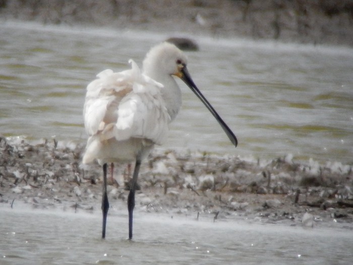 Spoonbill
