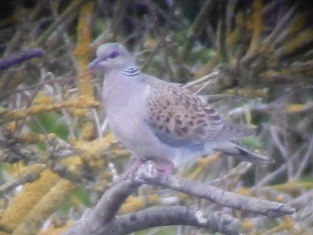 Turtle Dove