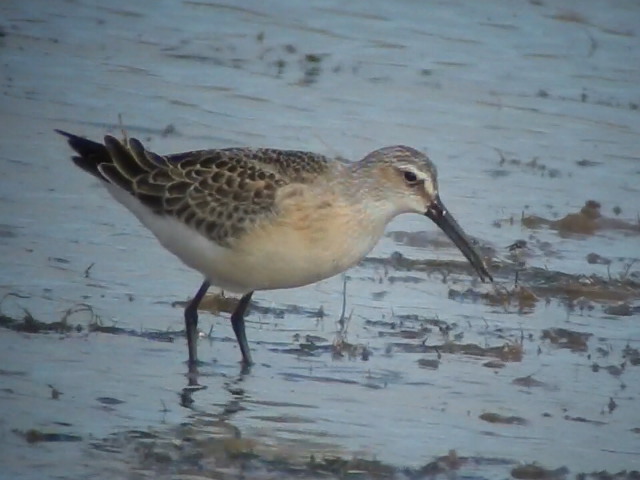 Curlew Sandpiper
