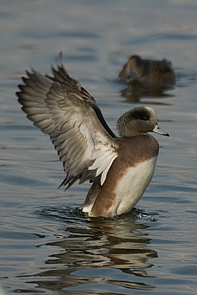American Wigeon