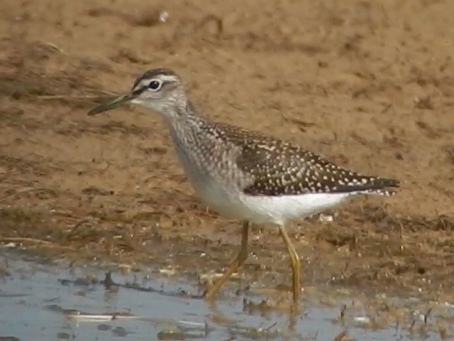 Wood Sandpiper