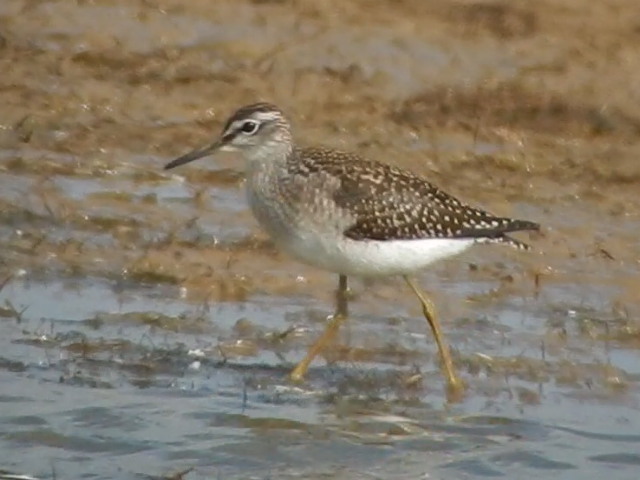 Wood Sandpiper