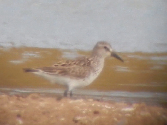 White-rumped Sandpiper