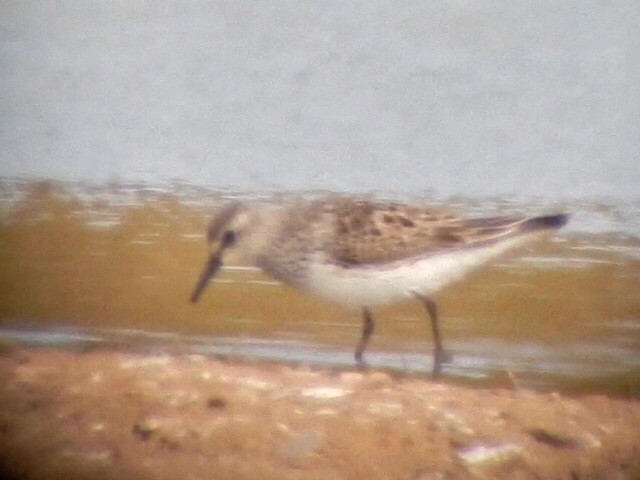 White-rumped Sandpiper