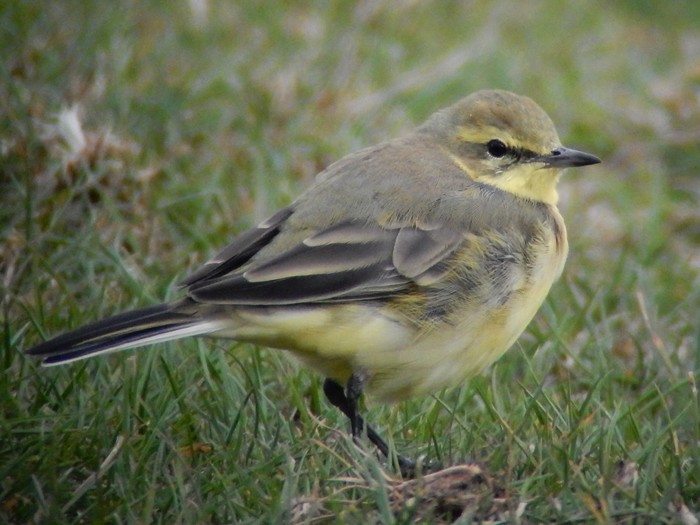 Yellow Wagtail
