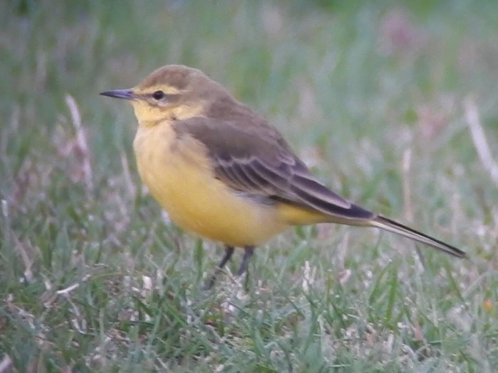 Yellow Wagtail