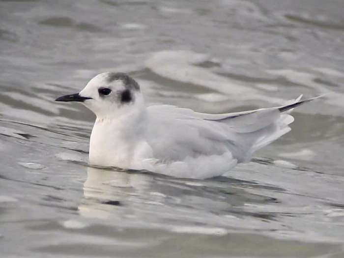 Little Gull