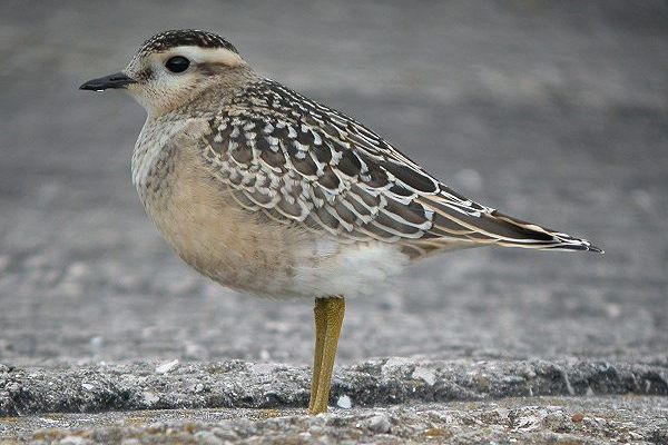 Dotterel