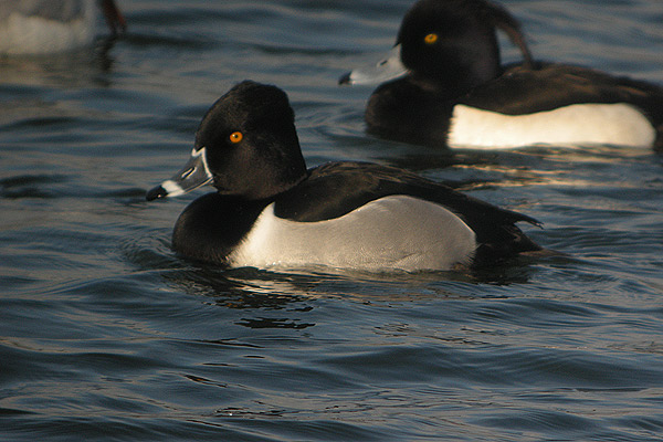 Ring-necked Duck
