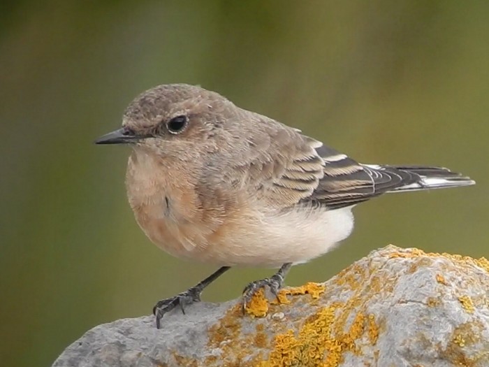 Eastern Black-eared Wheatear