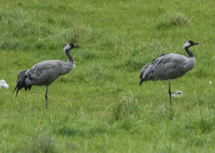 Common Crane