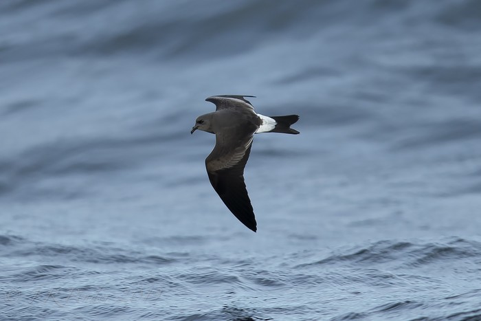 Leach's Petrel