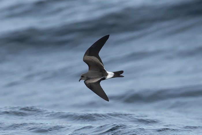 Leach's Petrel