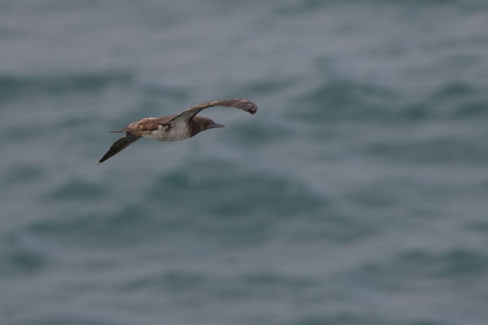 Brown Booby