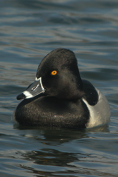 Ring-necked Duck