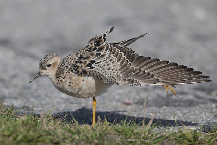 Buff-breasted Sandpiper