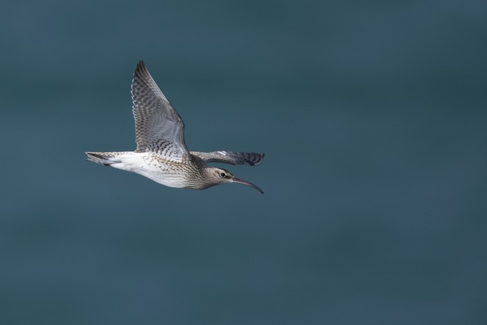 Whimbrel