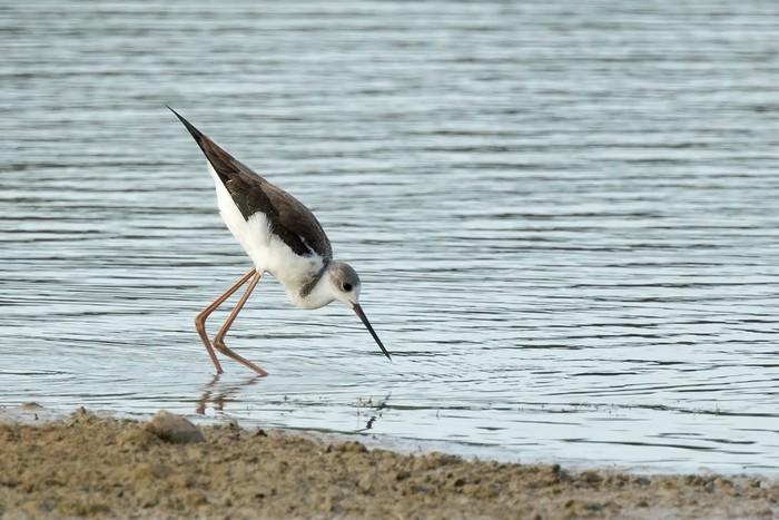 Black-winged Stilt
