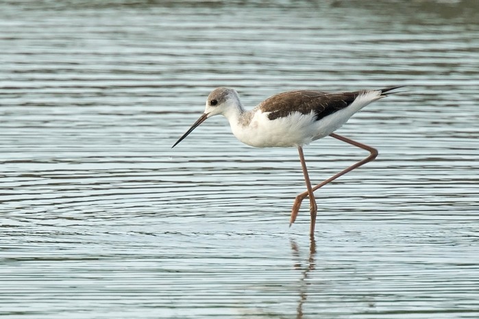 Black-winged Stilt