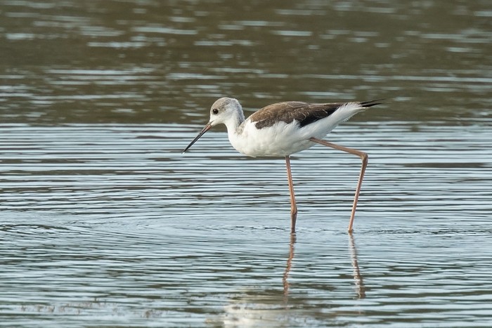 Black-winged Stilt
