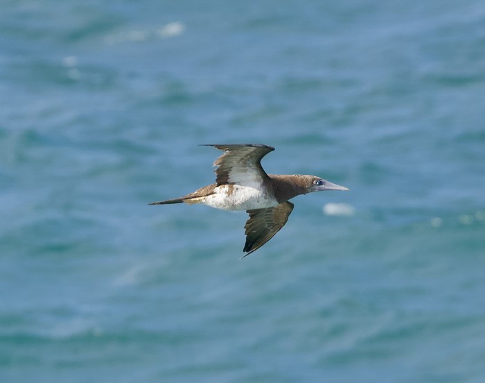 Brown Booby