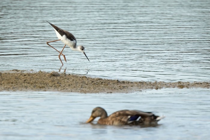 Black-winged Stilt