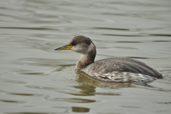 Red-necked Grebe