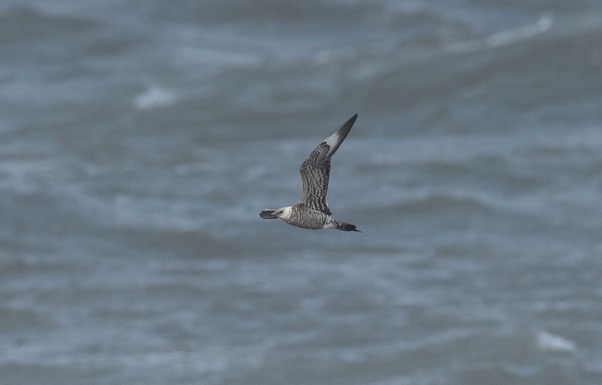 Long-tailed Skua