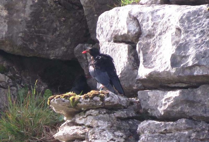 Chough
