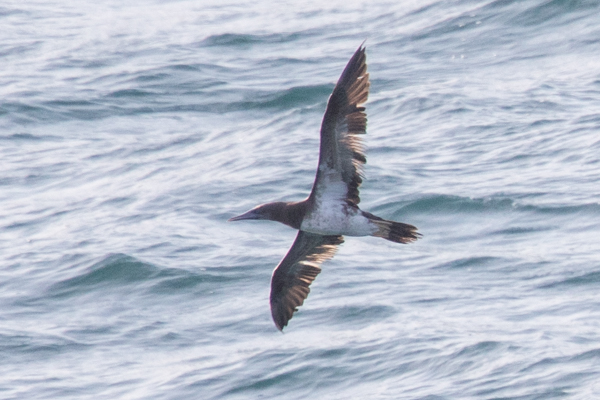 Brown Booby