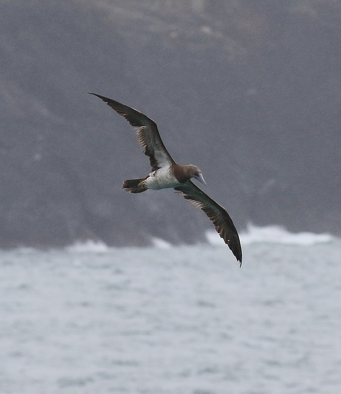 Brown Booby