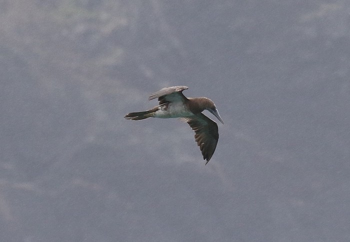 Brown Booby